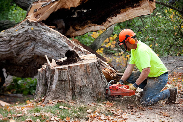 Best Root Management and Removal  in USA